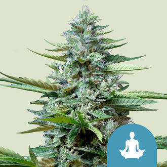 Stress Killer Autoflower (Royal Queen Seeds) Feminisoidut