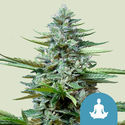 Stress Killer Autoflower (Royal Queen Seeds) Feminisoidut