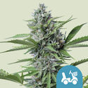 Fast Eddy Autoflower (Royal Queen Seeds) Feminisoidut