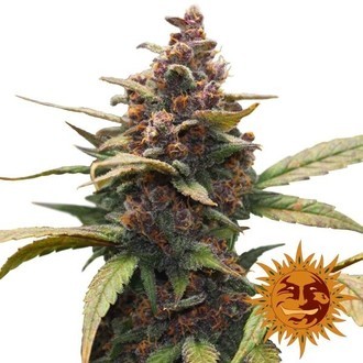 Ayahuasca Purple (Barney's Farm) Feminisoidut