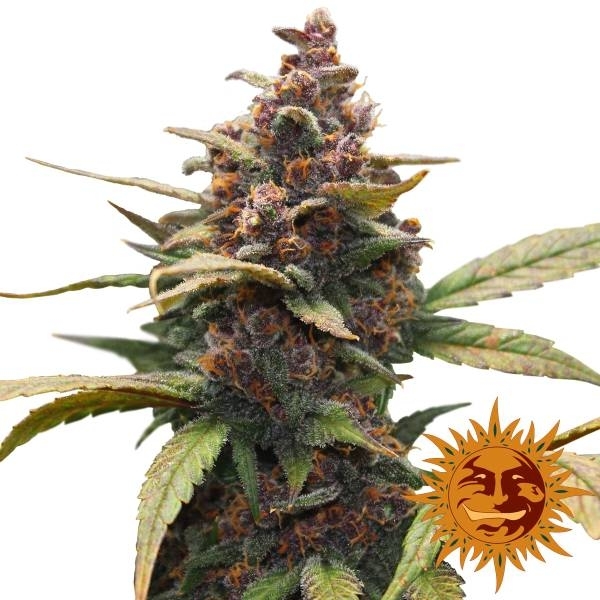 Ayahuasca Purple (Barney's Farm) Feminisoidut