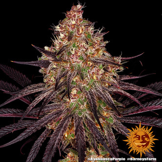 Ayahuasca Purple (Barney's Farm) feminisoitu