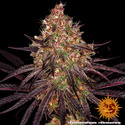 Ayahuasca Purple (Barney's Farm) Feminisoidut