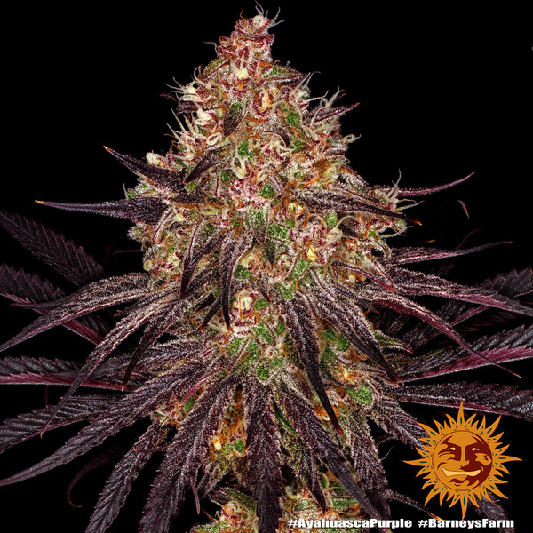 Ayahuasca Purple (Barney's Farm) Feminisoidut