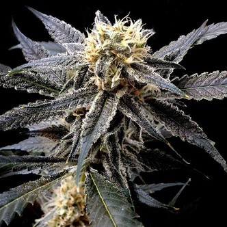 Strawberry Banana (Reserva Privada) feminisoidut