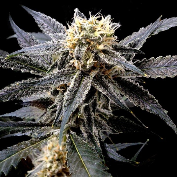 Strawberry Banana (DNA Genetics) Feminisoidut