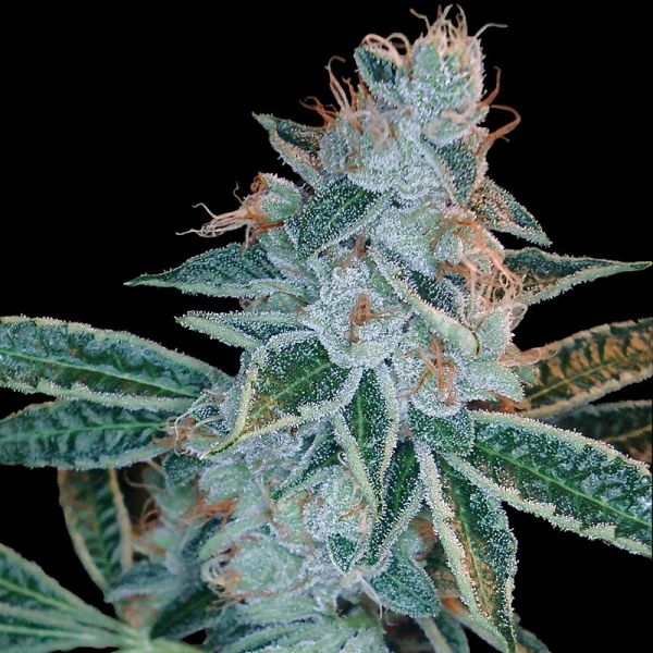 Lemon OG Kush (DNA Genetics) Feminisoidut