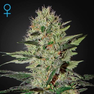 Exodus Cheese Autoflower (Greenhouse Seeds) Feminisoidut