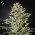Exodus Cheese Autoflower (Greenhouse Seeds) Feminisoidut