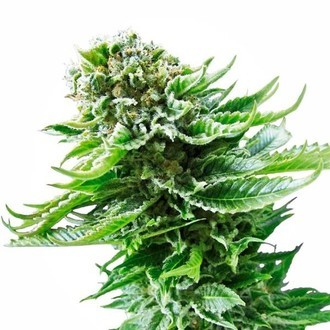 Northern Lights Autoflower (White Label) Feminisoidut