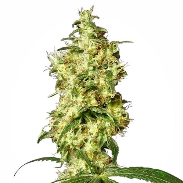 White Widow Autoflower (White Label) Feminisoidut
