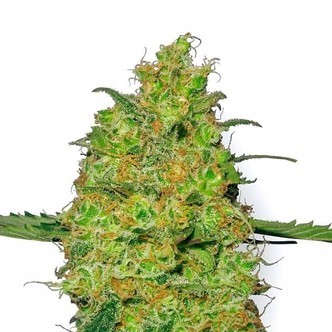 Master Kush (White Label) feminisoidut kannabiksen siemenet