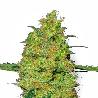 Master Kush (White Label) Feminisoidut