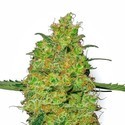 Master Kush (White Label) Feminisoidut