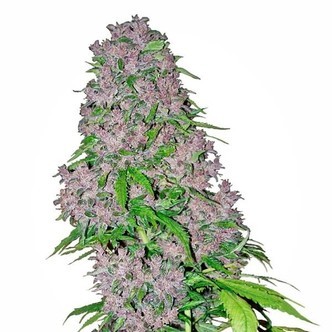 Purple Bud (White Label) feminisoidut