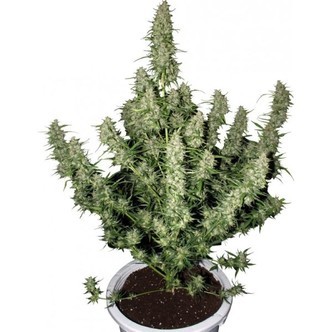Magnum (Buddha Seeds) feminisoidut