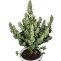 Magnum (Buddha Seeds) Feminisoidut