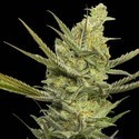 Gipsy Haze (Eva Seeds) Feminisoidut