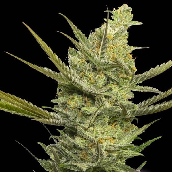 Gipsy Haze (Eva Seeds) Feminisoidut