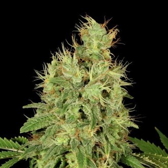 CBD-Chronic (Serious Seeds) Feminisoidut
