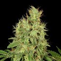 CBD-Chronic (Serious Seeds) Feminisoidut