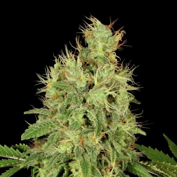 CBD-Chronic (Serious Seeds) Feminisoidut