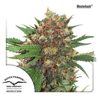 Master Kush (Dutch Passion) Feminisoidut