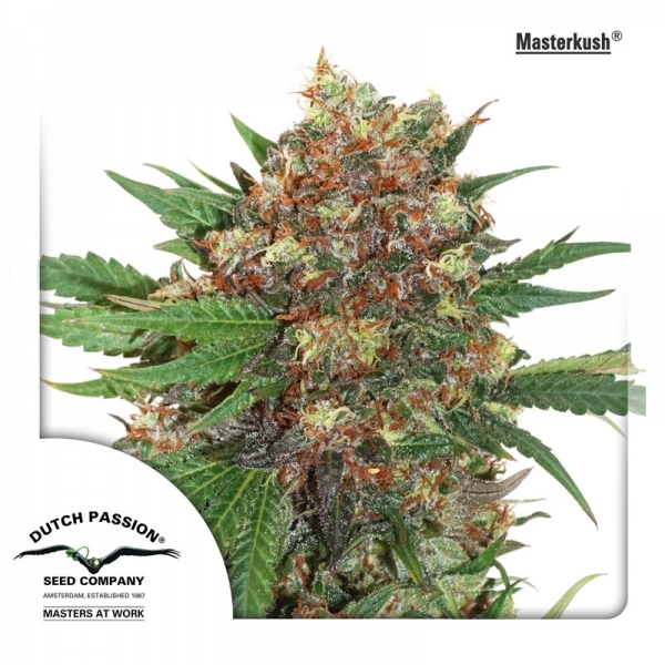 Master Kush (Dutch Passion) Feminisoidut