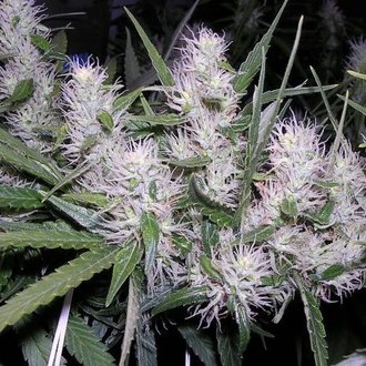 Master Kush (Dutch Passion) Feminisoidut