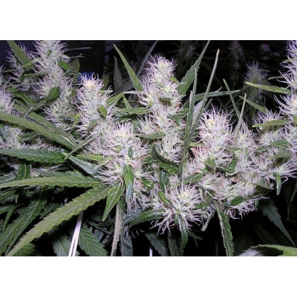Master Kush (Dutch Passion) Feminisoidut