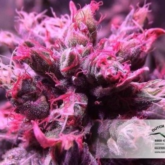 Master Kush (Dutch Passion) Feminisoidut