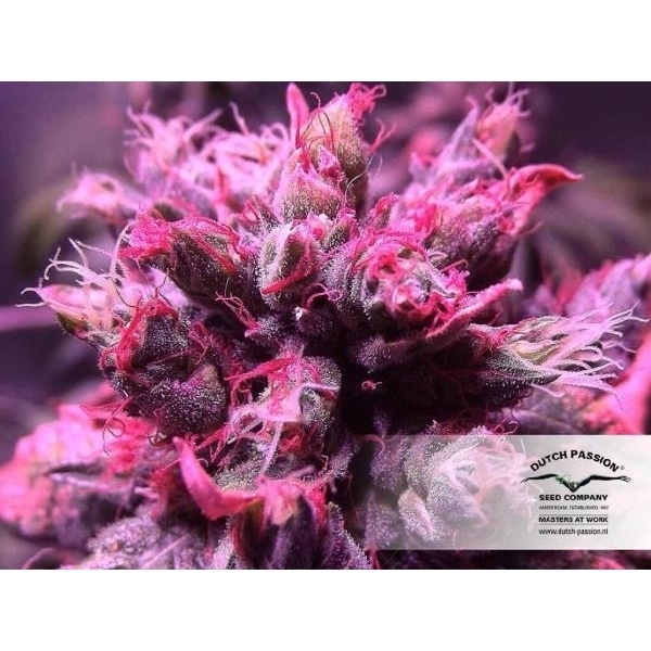 Master Kush (Dutch Passion) Feminisoidut