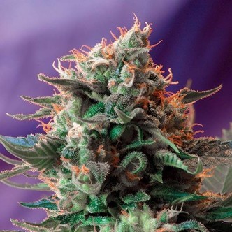 Jack 47 - F1 Fast Version (Sweet Seeds) feminisoidut kannabiksen siemenet