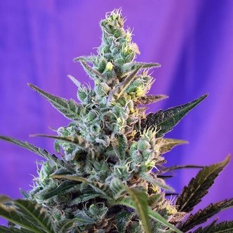 Sweet Skunk - F1 Fast Version (Sweet Seeds) feminisoidut kannabiksen siemenet