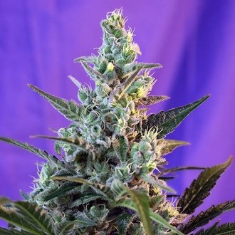 Sweet Skunk - F1 Fast Version (Sweet Seeds) Feminisoidut