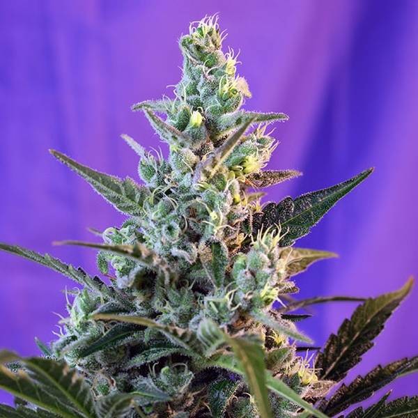 Sweet Skunk - F1 Fast Version (Sweet Seeds) Feminisoidut