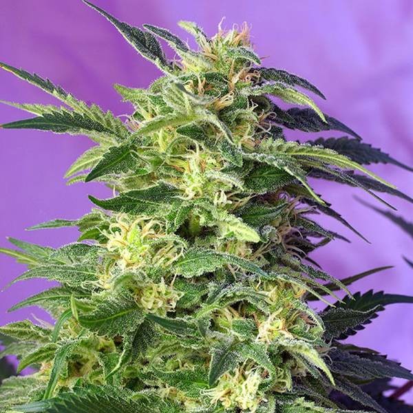 Killer Kush Auto (Sweet Seeds) Feminisoidut