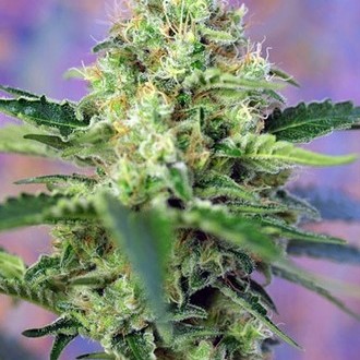 Crystal Candy (Sweet Seeds) Feminisoidut