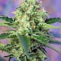 Crystal Candy (Sweet Seeds) Feminisoidut