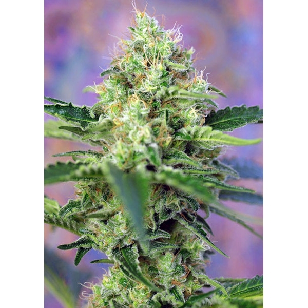 Crystal Candy (Sweet Seeds) Feminisoidut