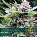 Bona Dea CBD (Vision Seeds) Feminisoidut