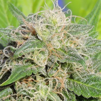 Super Auto Lemon Haze (Original Sensible Seeds) feminisoidut