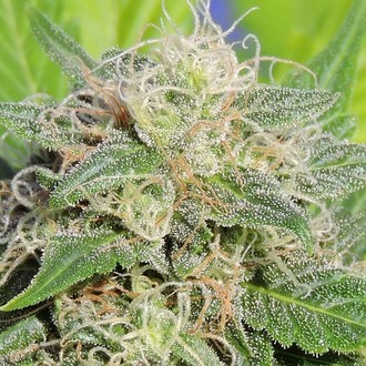 Super Auto Lemon Haze (Original Sensible) Feminisoidut