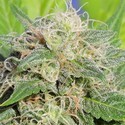 Super Auto Lemon Haze (Original Sensible) Feminisoidut