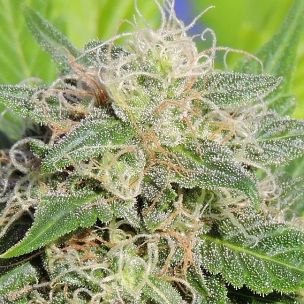Super Auto Lemon Haze (Original Sensible) Feminisoidut