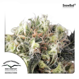 Snow Bud (Dutch Passion) feminisoidut