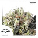 Snow Bud (Dutch Passion) Feminisoidut