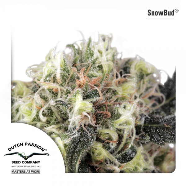 Snow Bud (Dutch Passion) Feminisoidut