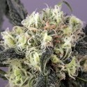 Snow Bud (Dutch Passion) Feminisoidut