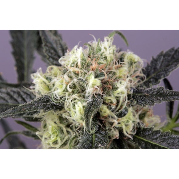 Snow Bud (Dutch Passion) Feminisoidut